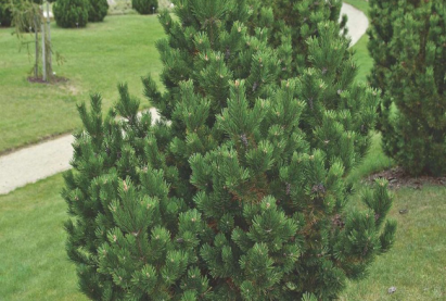 Уулын нарс мод