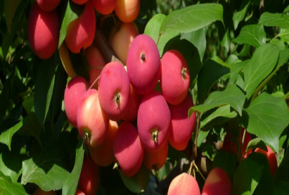 Яблоня полукультурная СЛАВА БУРЯТИИ