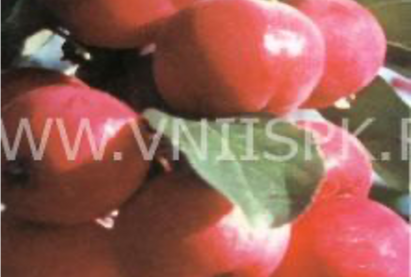 Яблоня полукультурная ДУБРОВИНКА