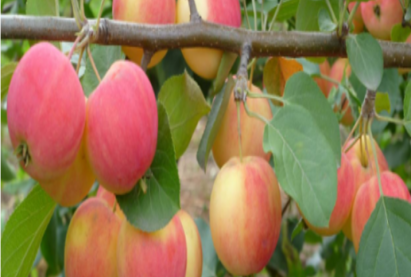 Яблоня полукультурная КОМСОМОЛЕЦ БУРЯТИИ